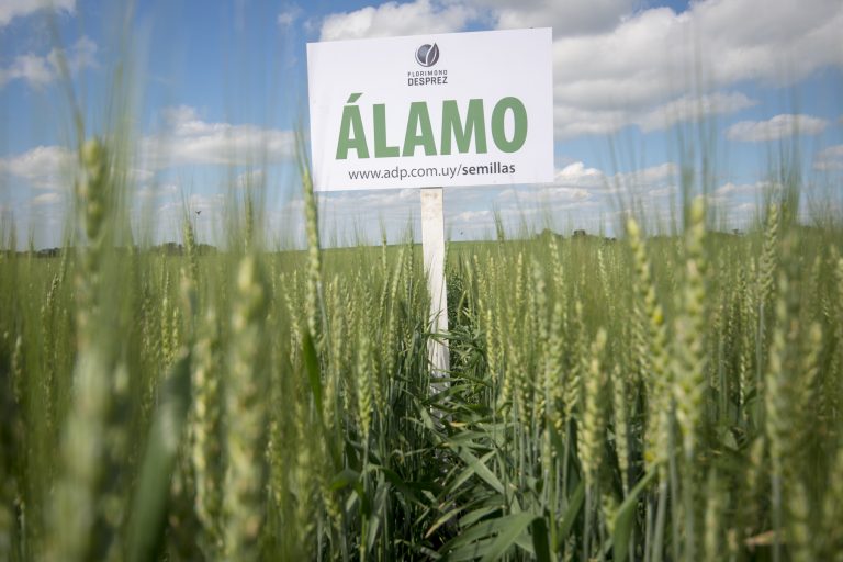 ADP-Agronegocios del Plata participará de la inauguración de la cosecha de trigo